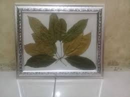 See more of emping melinjo tiga daun on facebook. Herbarium Daun Melinjo Klipaa Com