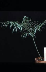 Image result for Gonatopus