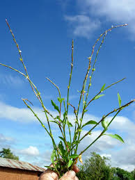 Image result for Oxygonum