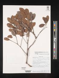 Image result for Antrocaryon nannanii