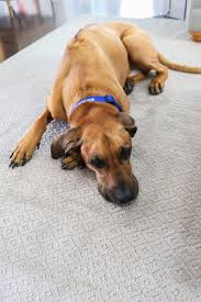 Consult the options in this guide to learn which treatments should be used and when. The Best Pet Friendly Carpet