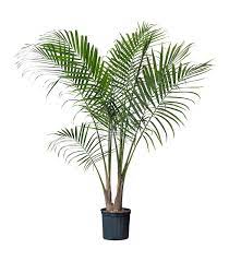the best indoor plants to clear the air literally ikea plants palm plant majesty palm