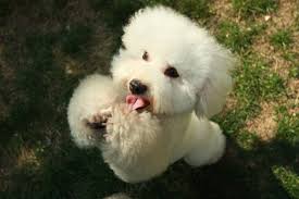 It is our mission to provide homes for happy, healthy puppies and a resource for our customers and breeders to share the love of our furry friends. Complete Guide To The Teddy Bear Dog Breed Dogvills