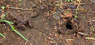 Many kinds of toads are often all around us! Reconnecting With Nature 5 7 14 Life With The Crew
