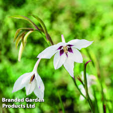 Image result for Gladiolus melleri