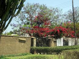 Maybe you would like to learn more about one of these? Zambian Trees In Bloom
