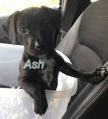 Dog breeders from all over north carolina use puppyfind to successfully find new, loving homes for their precious puppies. Halfway House Animal Rescue Salisbury North Carolina