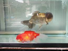 金魚「ジャンボ獅子頭」の飼育 【武儀】｜中濃消防組合