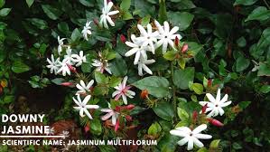 Image result for Jasminum multiflorum