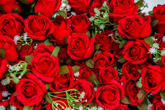 Bed Of Roses" Images – Browse 2,435 Stock Photos, Vectors, and Video |  Adobe Stock