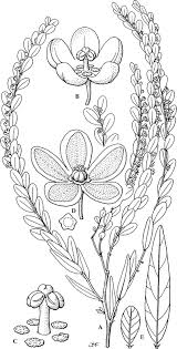 Image result for Mildbraedia carpinifolia