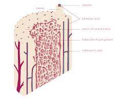 Anatomy of a thigh bone. Bone Anatomy Tobig