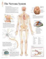 Maybe you would like to learn more about one of these? The Nervous System Educational Chart Poster Prints Allposters Com Human Body Nervous System Nervous System Diagram Nervous System Anatomy