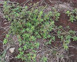 Image result for Dysphania pumilio