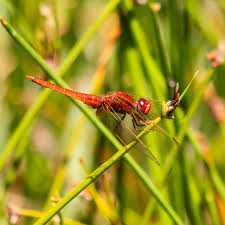 Image result for Psydrax mutimushii