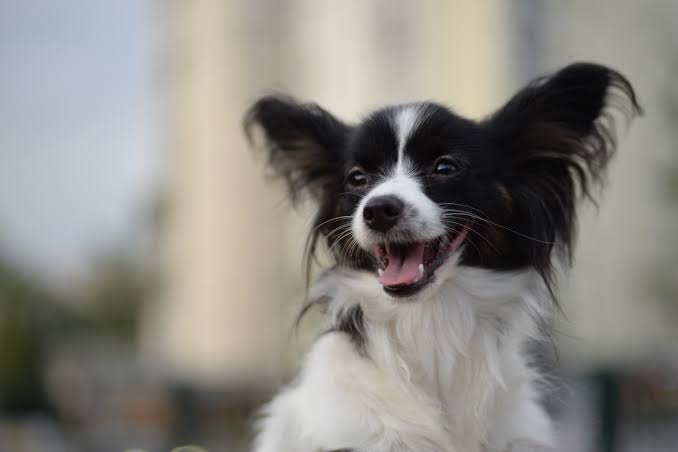 Papillons: The Good, The Bad, The Ugly