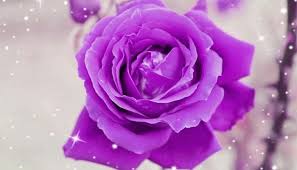 To dream of a bouquet of flowers means attention, friendship or love in a limitless way for people near snow white dream interpretation and meaning: Purple Rose Flower Meaning And Symbolism