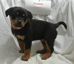 Find your new family member today, from dedicated breeders near you. Pin On Puppies For Sale