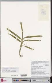 Image result for Tridactyle anthomaniaca