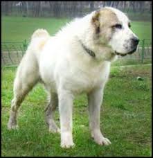 Russian president vladimir putin, a dog lover, received a top breed puppy as a belated birthday present on. Russia Bans Dogs Of Dangerous Breeds Under New Humane Law Animals 24 7