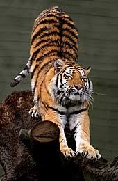 It is territorial and generally a solitary but social predator, requiring large contiguous areas of habitat, which supp. Tiger Wikipedia