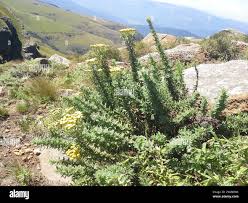 Image result for Schistostephium crataegifolium