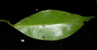 Image result for Memecylon sp. B