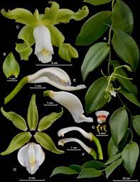 Image result for Vanilla grandifolia