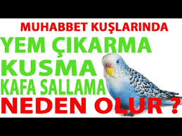 Yumurtlayan Muhabbet Kusu Neden Halsiz Kalir Ve Ne Yapilmalidir Youtube