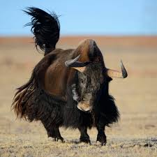 Image result for yak