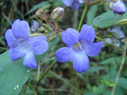 Image result for Mimulopsis runssorica