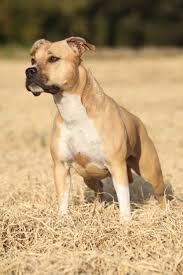 We Are Just A Small Start Up Dog Grooming For Beginners Business That Is Finding Its Way Please Pitbull Terrier Staffordshire Terrier American Pitbull Terrier