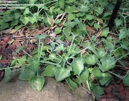 Image result for Senecio oxyriifolius