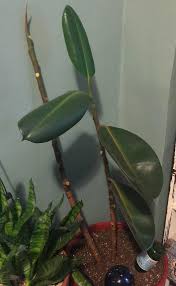 Soak up the excess water that drains out of the. Can I Save This Ficus Elastica Rubber Tree Gardening Landscaping Stack Exchange