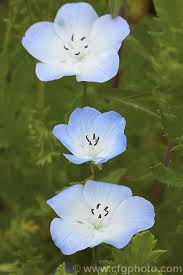 Pin On Gardning
