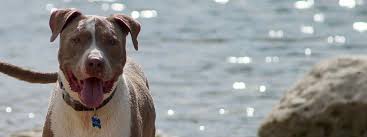 Check out tlc pet care & dog walking services Book Now Tlc Home Pet Services