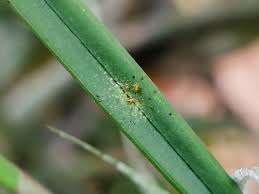 Start by stripping infected leaves from the plant and either putting them in a sealed bag and throwing them away or burning them. How To Treat Spider Mites On Orchid Plant Index