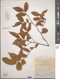 Image result for Olax pentandra