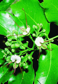 Image result for Intsia