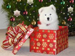 Christmas Samoyed Puppy Wallpaper Samoyed Puppy Samoyed Dogs Samoyed