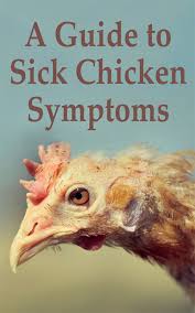 Flystrike in backyard chickens, causes, prevention & treatment | the chicken chick®. A Guide To Sick Chicken Symptoms Backyard Poultry