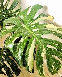Monstera Deliciosa Thai Constellation 2 Monstera Deliciosa Plants Monstera