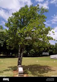 Image result for Elaeodendron orientale