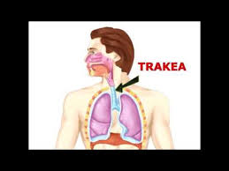 Add to my workbooks (0) download file pdf embed in my website or blog. Lagu Pernafasan Youtube