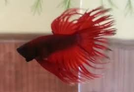 Thank you for your support. Crowntail Betta Fish Bettafishmania