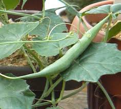 Image result for Momordica boivinii