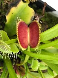 Venus flytraps generally catch whatever insects happen to crawl across or fly into their traps. Venus Flytrap Dionaea Muscipula Big Tomato Darwin S Atelier