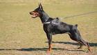 Top 10 police dogs and best guard dogs in the world 2017