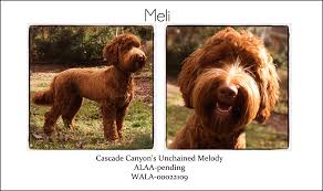 3 new movie trailers we're excited about Our Dogs Lumar Labradoodles