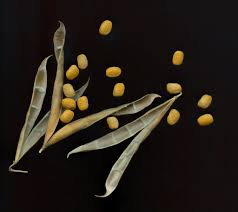 Image result for Phaseolus